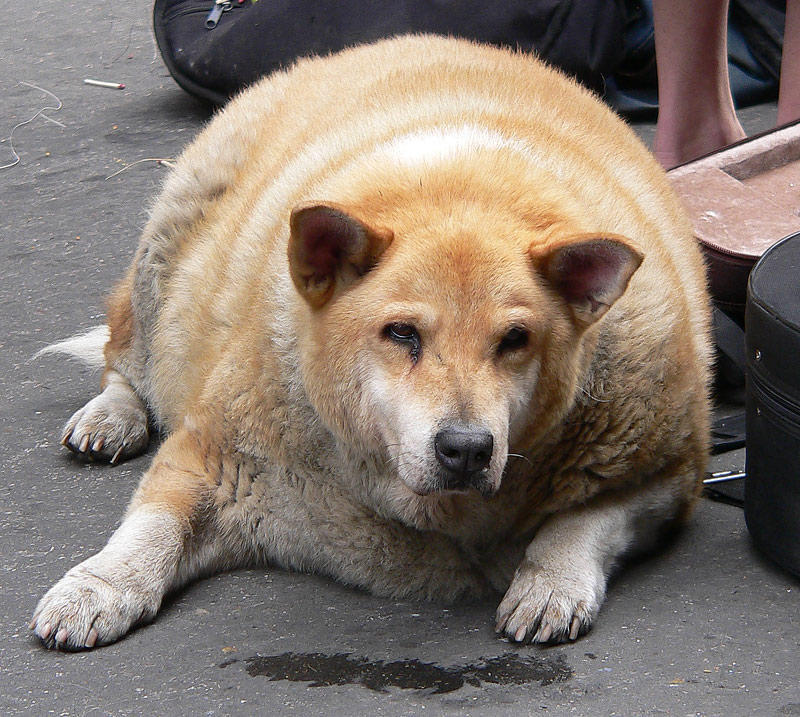 fat cats and dogs. fat cats and dogs.
